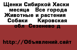 Щенки Сибиркой Хаски 2 месяца - Все города Животные и растения » Собаки   . Кировская обл.,Сезенево д.